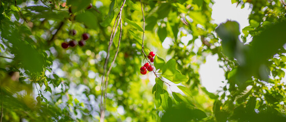 red wild cherry on branches view from below