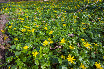 DE, NRW, Opladen, 23.03.2022, Scharbockskraut, Ficaria verna