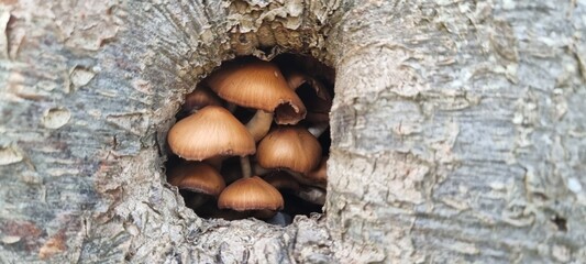 Pilze wachsen versteckt in einer Baumhöhle.