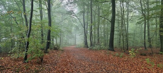 Nebelschleier am Wanderweg im Blommeskobbelwald auf der Insel Als in Dänemark