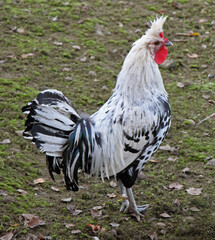 white male rooster with black and white plumage