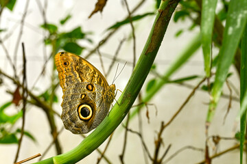 Owl butterfly perched on the stalk of a plant. The large eye spot on the wing is to deter predators.