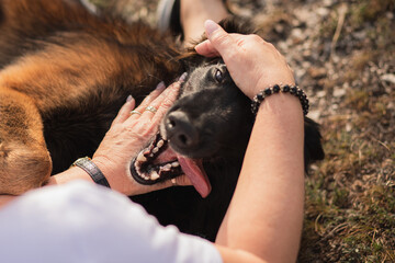 happy tervueren belgian shepherd dog being pet by owner