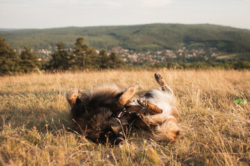 Fototapete bei efototapeten.de bestellen   