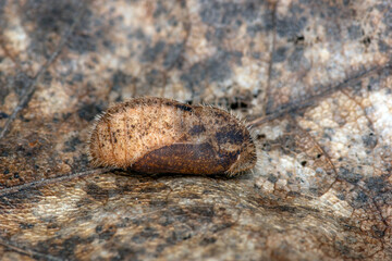 DE, NRW, Opladen, 10.04.2022, Satyrium w-album, Ulmen-Zipfelfalter, Puppe