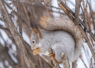 The squirrel with nut sits on tree in the winter or late autumn