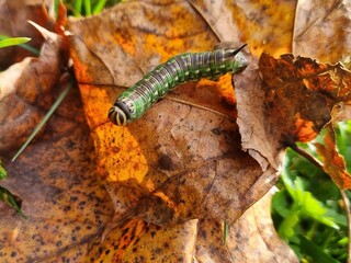 Pine Hawk-moth caterpillar on autumn leaf