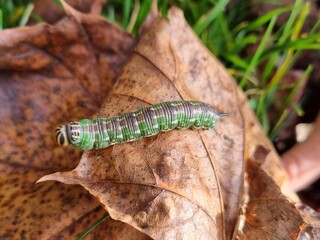 Pine Hawk-moth caterpillar on autumn leaf