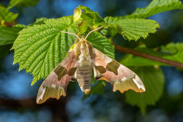 DE, NRW, Opladen, 15.04.2022, Mimas tiliae, Lindenschwärmer