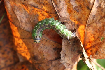 Pine Hawk-moth caterpillar on autumn leaf