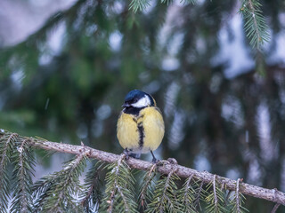 Cute bird Great tit, songbird sitting on the fir branch with snow in winter