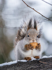 Obraz premium The squirrel with nut sits on tree in the winter or late autumn