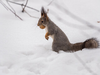 The squirrel in winter sits on white snow.