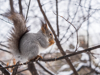 The squirrel with nut sits on tree in the winter or late autumn