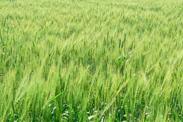 Green wheat field. Green background with wheat. Young green wheat seedlings growing on a field