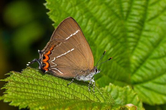 DE, NRW, Opladen, 16.04.2022, Satyrium w-album, Ulmen-Zipfelfalter