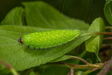 DE, RLP, Hatzenport,16.04.2022, Thecla betulae, Nierenfleck-Zipfelfalter, Raupe