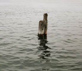 Obraz premium wood in the water