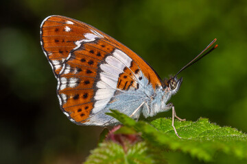 DE, RLP, Pommern, Mosel, 17.04.2022, Limenitis camilla, Kleiner Eisvogel