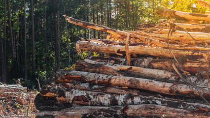Log spruce trunks pile. Sawn trees from the forest. Logging timber wood industry. Cut trees along a road prepared for removal. Selective focus. Banner.