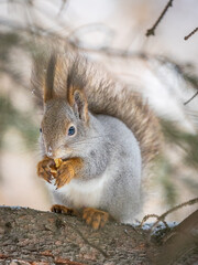 The squirrel with nut sits on tree in the winter or late autumn