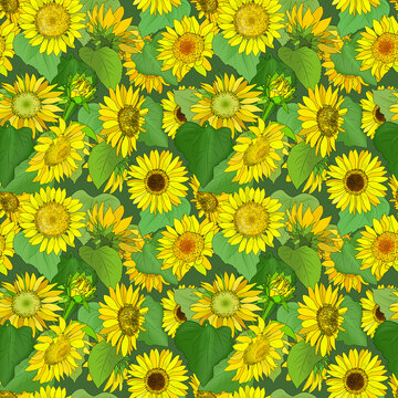 Seamless pattern with yellow sunflowers in green foliage.