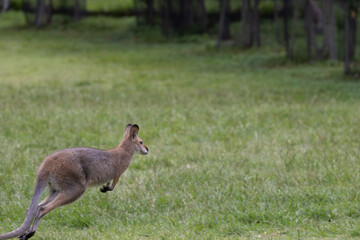 Naklejka na ściany i meble kangaroo hopping in the wild