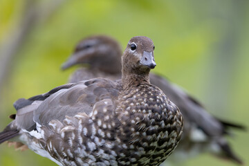 mallard duck 