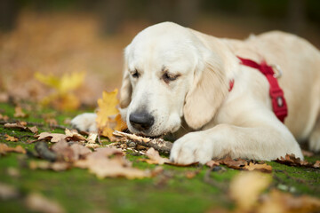 golden retriever puppy lies on the ground in the park, blurred background. A puppy of a golden retriever lies on a lawn in a park in autumn. a white golden retriever in the park.
