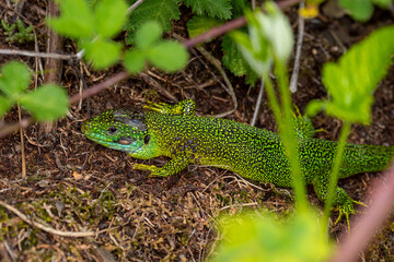 DE, RLP, Hatzenport, 02.05.2022, Westliche Smaragdeidechse, Lacerta bilineata