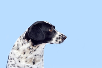 Beautiful portrait of a spotted dog in full growth. The dog lies, looks into the camera. The dog looks sad. Dog on a blue isolated background.
