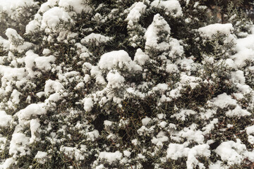 trees in the snow, winter landscapes