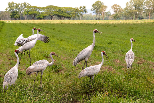 A flock of brolga cranes ,Antigone rubicunda, with both adult and juveniles in a fallow field in North Queensland, Australia.