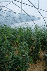 FU 2020-07-04 Feld 79 Im Gewächshaus wachsen hohe Gurkenpflanzen