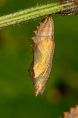 DE, NRW, Opladen, 15.05.2022, Aglais io, Tagpfauenauge, Puppe