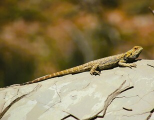 lizard on a rock