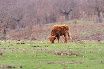 Portrait of an Scottish Highland cow or bull