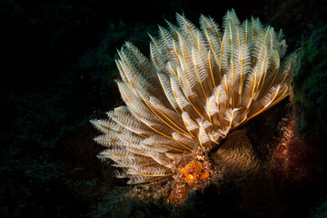 Feather duster worm (Sabellastarte spectabilis) on the reef off the Dutch Caribbean island of Sint...
