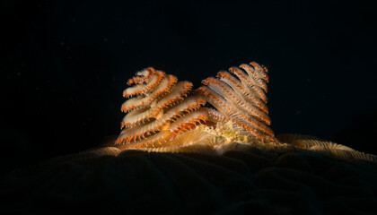 Christmas tree worm (Spirobranchus giganteus) lights up the reef off the Dutch Caribbean island of Sint Maarten