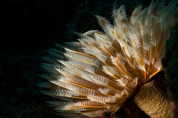 Feather duster worm (Sabellastarte spectabilis) on the reef off the Dutch Caribbean island of Sint...