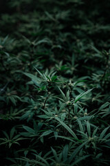 photo of growing marijuana plant that was turned with a closed system inside the farm, for medical treatment