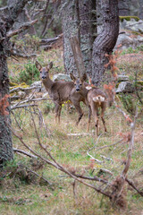 Chevrette et son faon de l'année