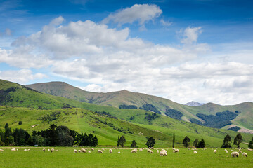 Fototapeta na wymiar Grazing sheep on a meadow. New Zealand