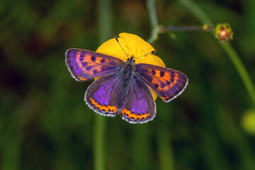 DE, NRW, Simmerath, 18.05.2022, Lycaena helle, Blauschillernder Feuerfalter, Männchen