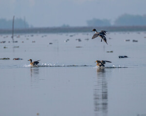 A Northern Pintail landing in a lake