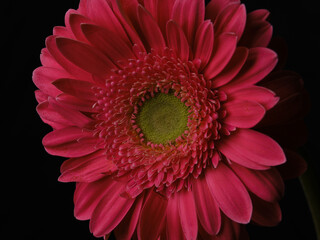 Beautiful pink gerbera daisy flower