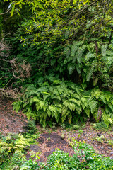 Vegetación en el Bosque de los tilos, en la isla de la Palma.