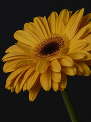 yellow gerbera daisy flower isolated on black background