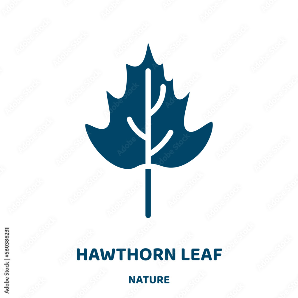 Poster hawthorn leaf vector icon from nature collection. tree filled flat symbol for mobile concept and web