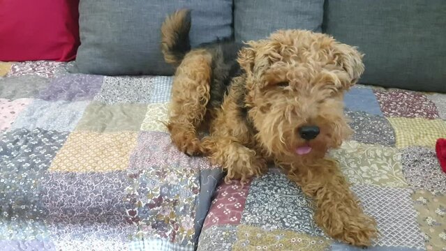 Pug and Welsh terrier sitting on a sofa 